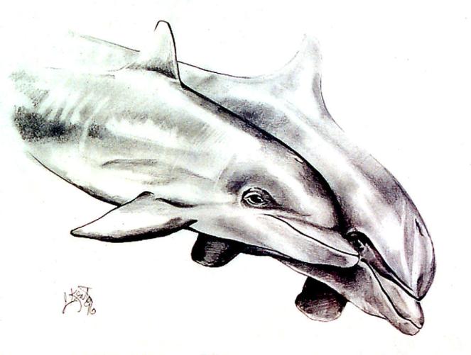 two-dolphins-john-keaton