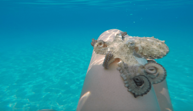 Στιγμιότυπο 2016-08-02, 11.14.05 πμ.png